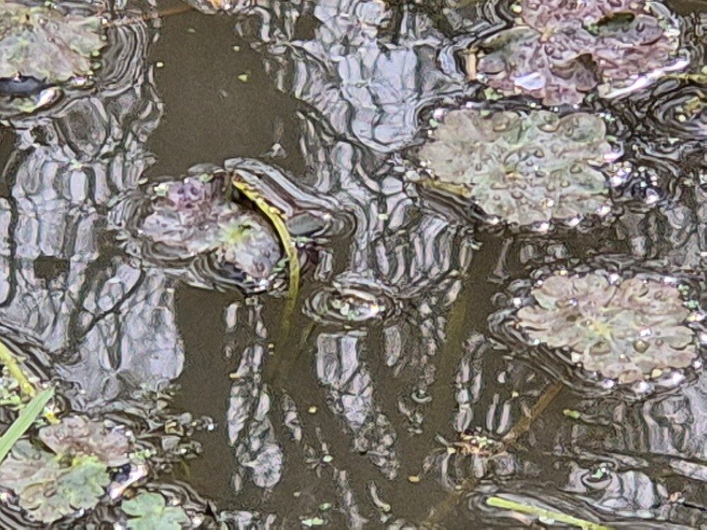 Nymphoides peltata - (Gmelin.)Kuntze. (Water Fringe) — photo