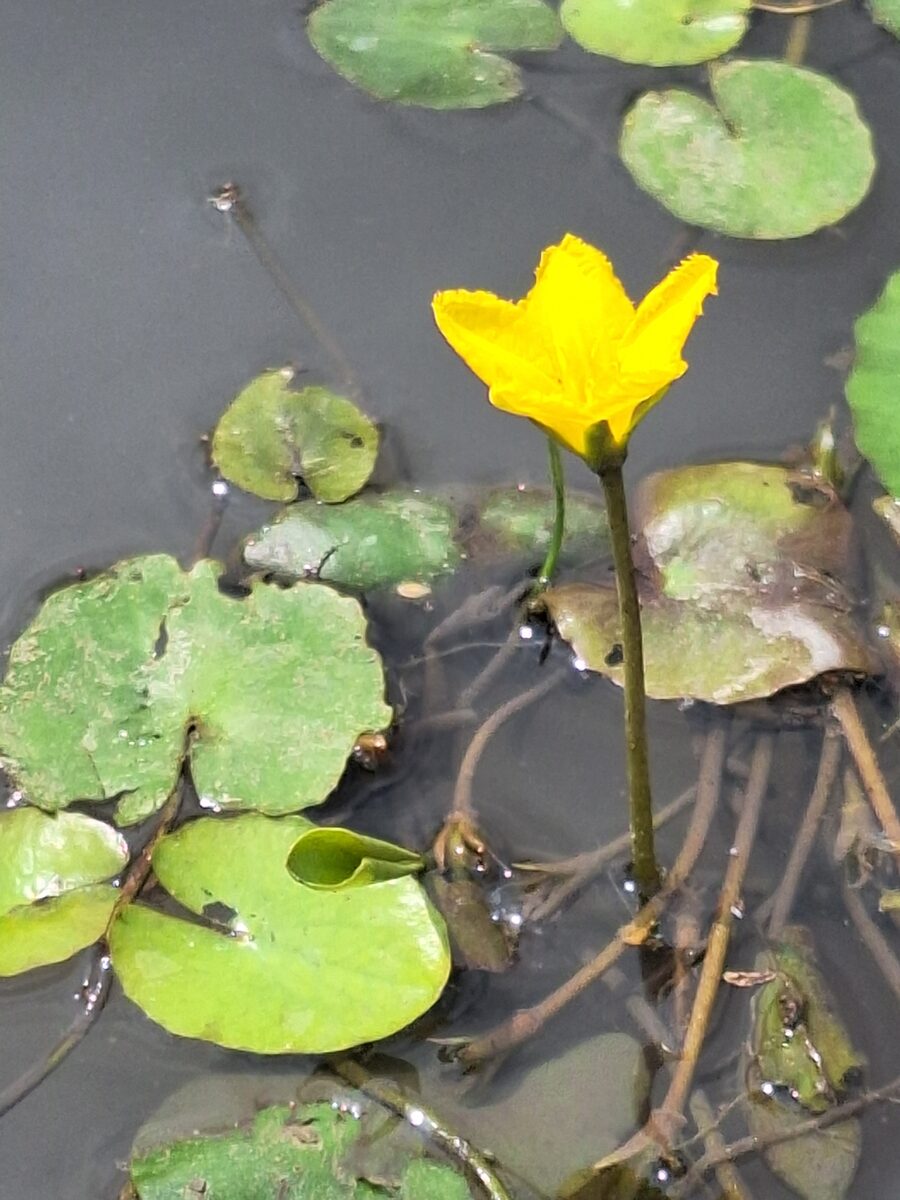 Nymphoides peltata - (Gmelin.)Kuntze. (Water Fringe) — photo