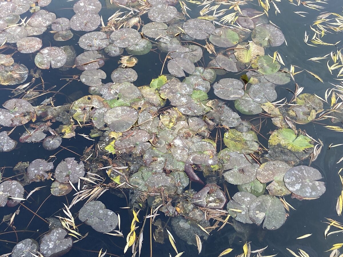 Nymphoides peltata - (Gmelin.)Kuntze.