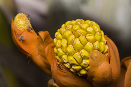 Nypa fruticans (Nipa Palm) — photo
