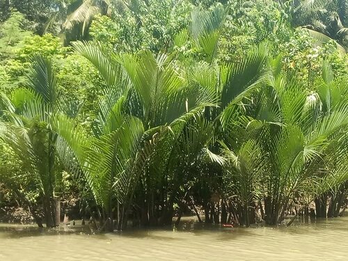Nypa fruticans (Nipa Palm) — photo