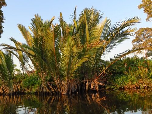 Nypa fruticans