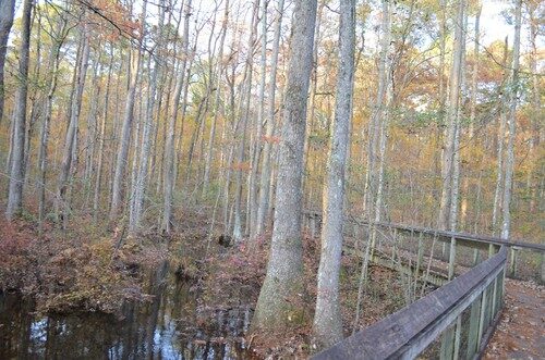 Nyssa aquatica (Water Tupelo) — photo