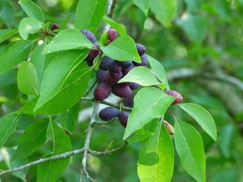 Nyssa aquatica (Water Tupelo) — photo