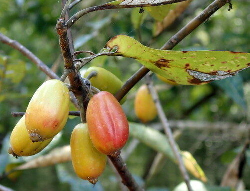 Nyssa ogeche (Ogeechee Lime) — photo
