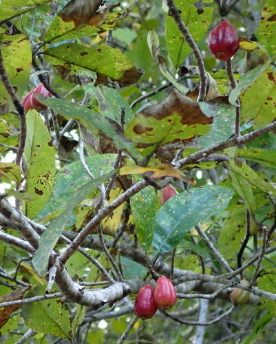 Nyssa ogeche (Ogeechee Lime) — photo
