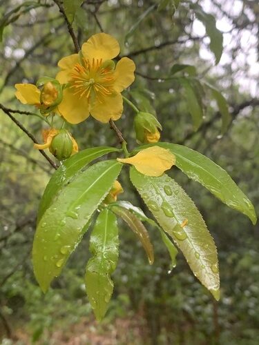 Ochna atropurpurea (Large-flowered ochna) — photo