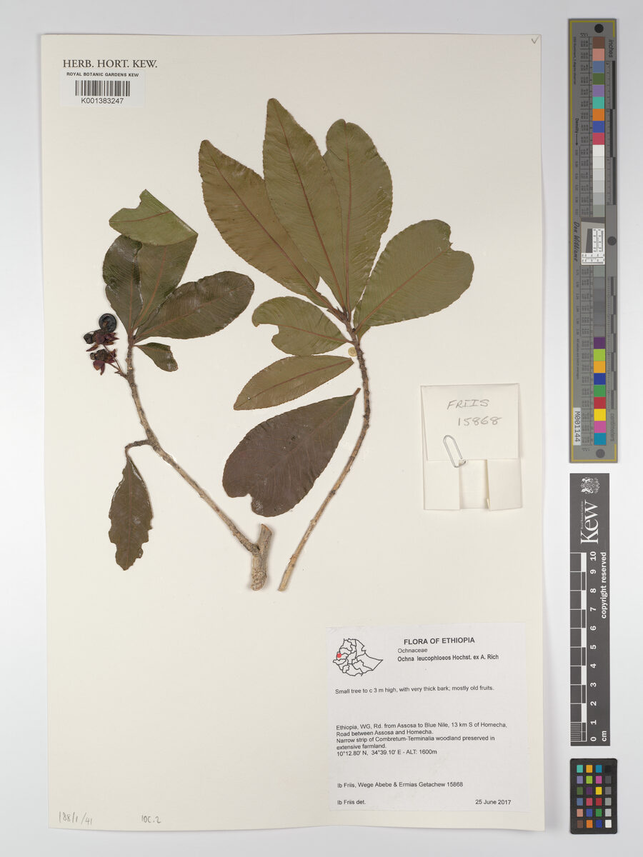 Ochna leucophloeos — photo