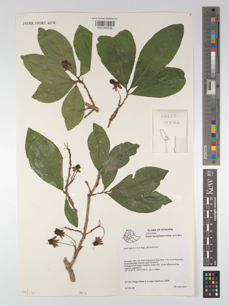 Ochna leucophloeos — photo