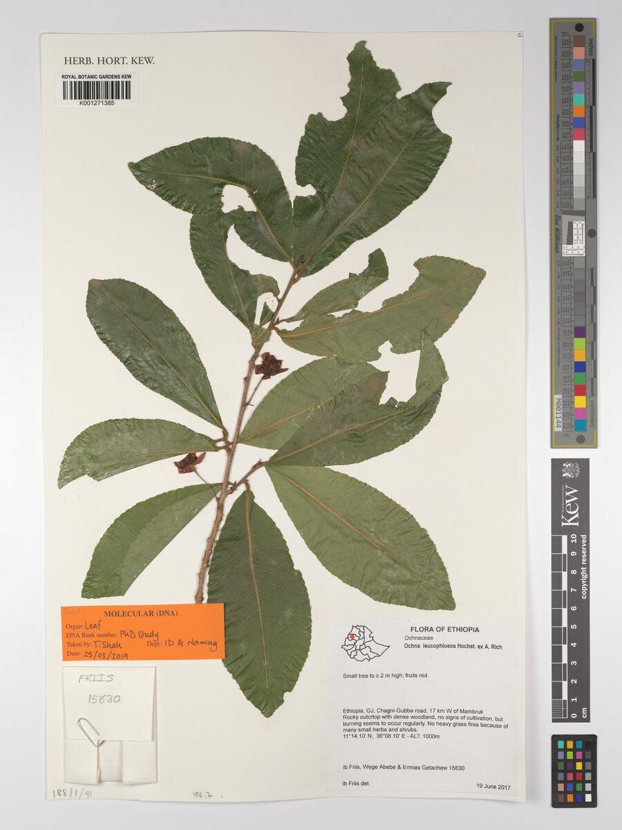 Ochna leucophloeos