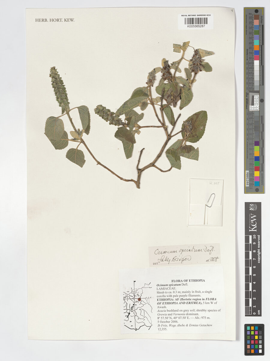 Ocimum spicatum — photo