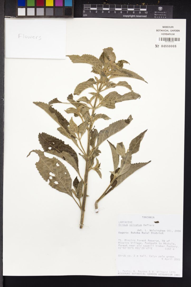 Ocimum spicatum — photo