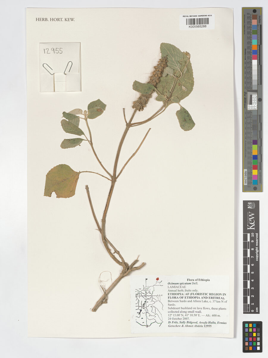 Ocimum spicatum