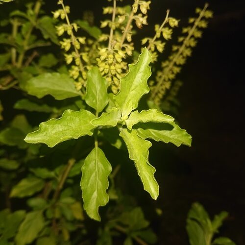 Ocimum tenuiflorum (Sacred Basil) — photo