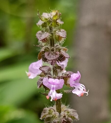 Ocimum tenuiflorum (Sacred Basil) — photo