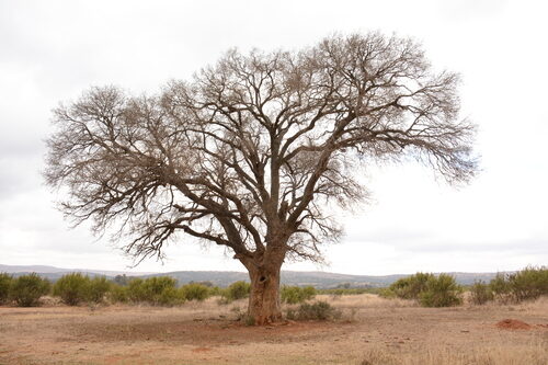 Ocotea bullata (Stinkwood) — photo