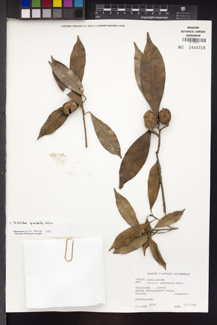Octolobus angustatus — photo