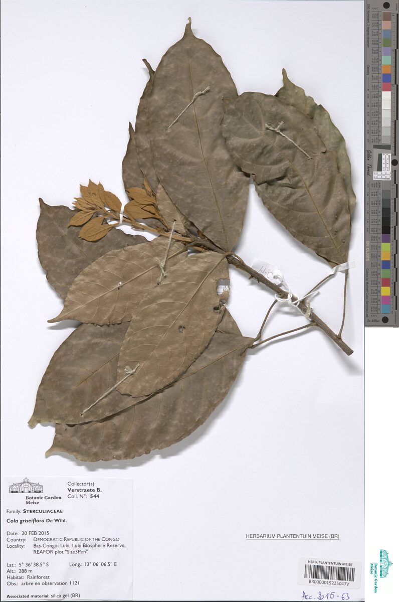 Octolobus spectabilis