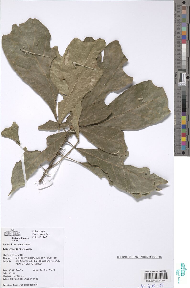 Octolobus spectabilis — photo