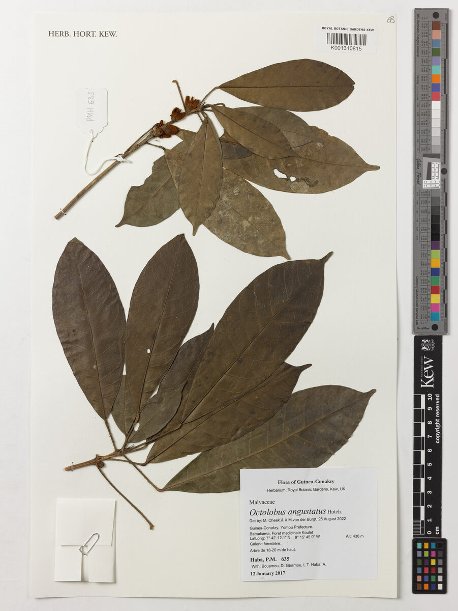 Octolobus spectabilis — photo