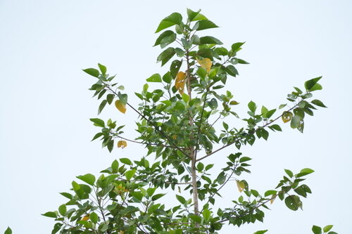 Datiscaceae