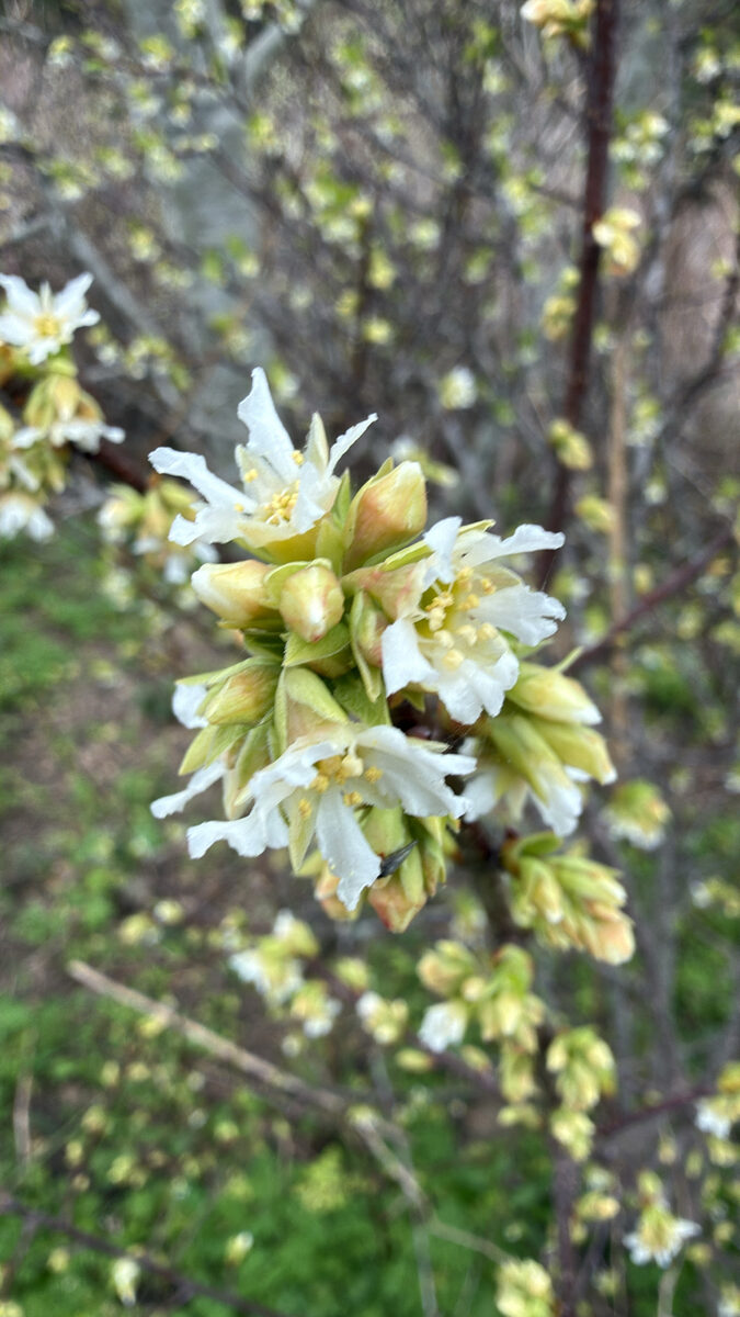Oemleria cerasiformis - (Torr.&A.Gray.)Greene. (Oso Berry) — photo