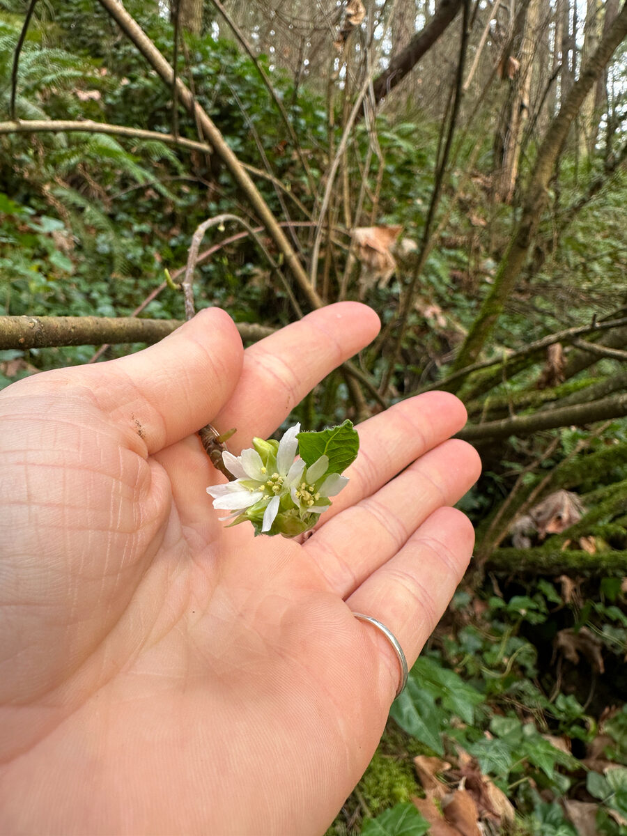 Oemleria cerasiformis - (Torr.&A.Gray.)Greene. (Oso Berry) — photo
