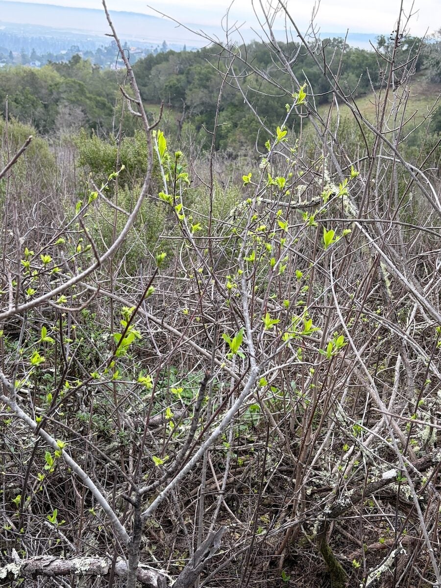 Oemleria cerasiformis - (Torr.&A.Gray.)Greene.
