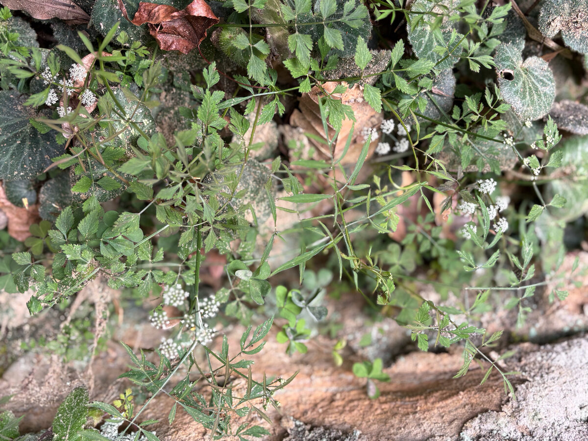 Oenanthe javanica - (Blume.)DC. (Water Dropwort) — photo