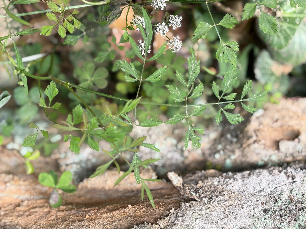 Oenanthe javanica - (Blume.)DC. (Water Dropwort) — photo