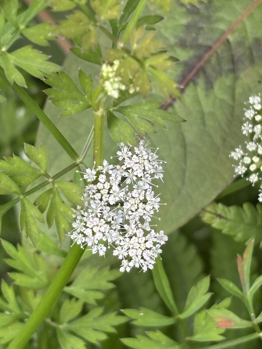 Oenanthe javanica - (Blume.)DC.