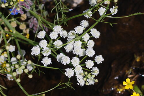Oenanthe pimpinelloides (Meadow Parsley) — photo