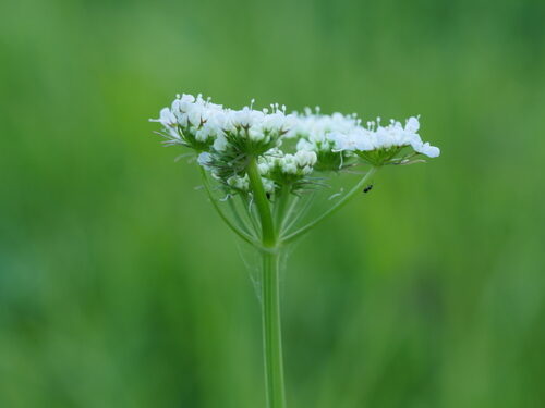 Oenanthe pimpinelloides (Meadow Parsley) — photo
