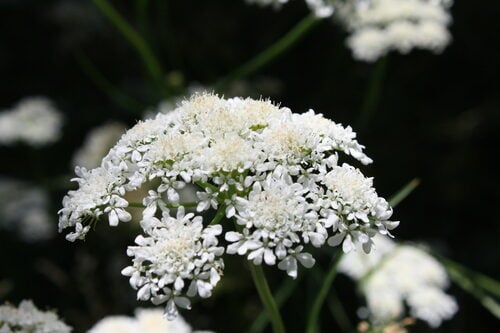 Oenanthe pimpinelloides