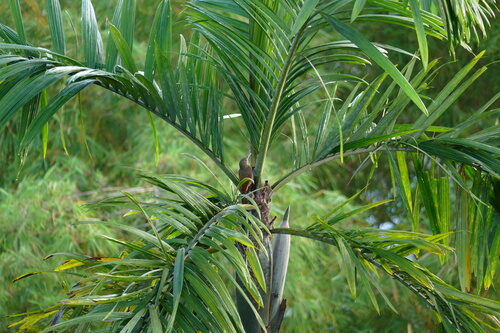 Oenocarpus balickii (Balick oenocarpus) — photo
