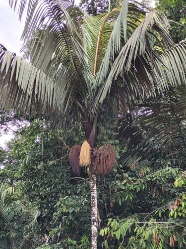 Oenocarpus distichus (Pataua) — photo
