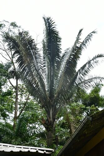 Oenocarpus distichus (Pataua) — photo