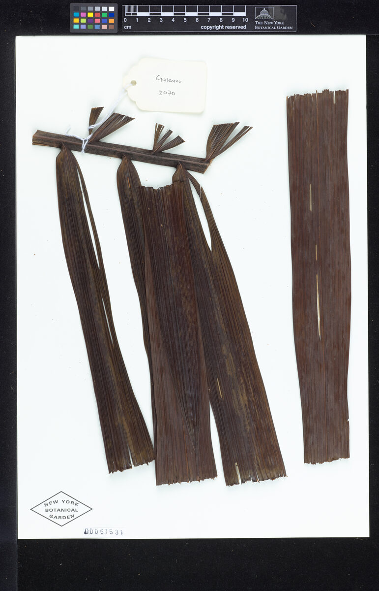 Oenocarpus makeru (Makeru) — photo