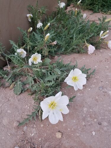 Oenothera albicaulis (Whitest Evening Primrose) — photo