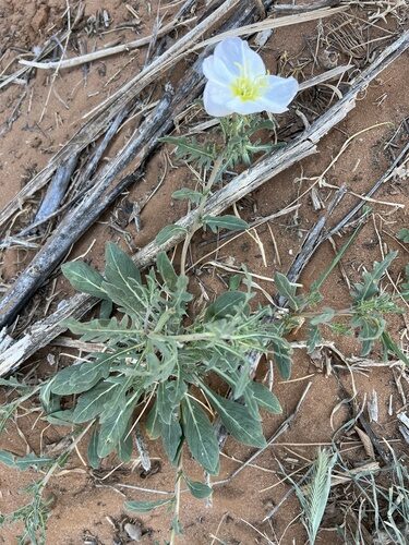 Oenothera albicaulis (Whitest Evening Primrose) — photo