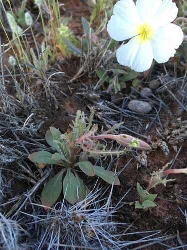 Oenothera albicaulis