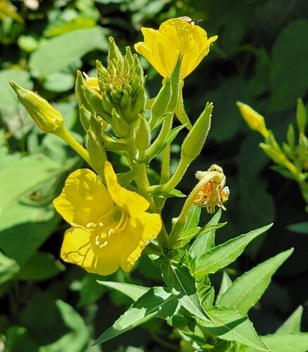 Oenothera biennis (Evening Primrose) — photo