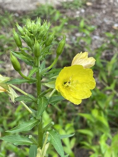 Oenothera biennis