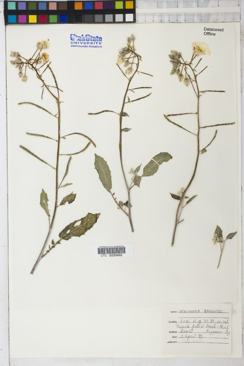 Oenothera brevipes (Golden Suncup) — photo
