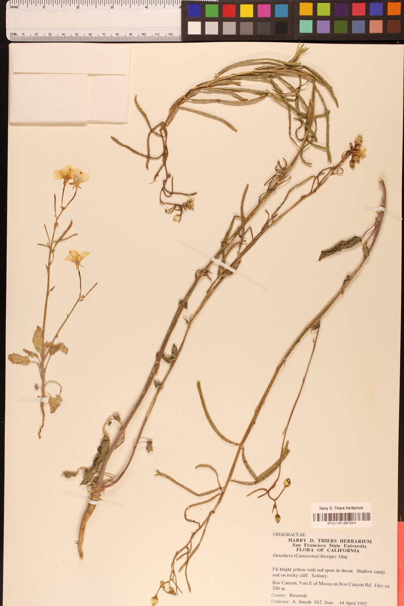 Oenothera brevipes (Golden Suncup) — photo