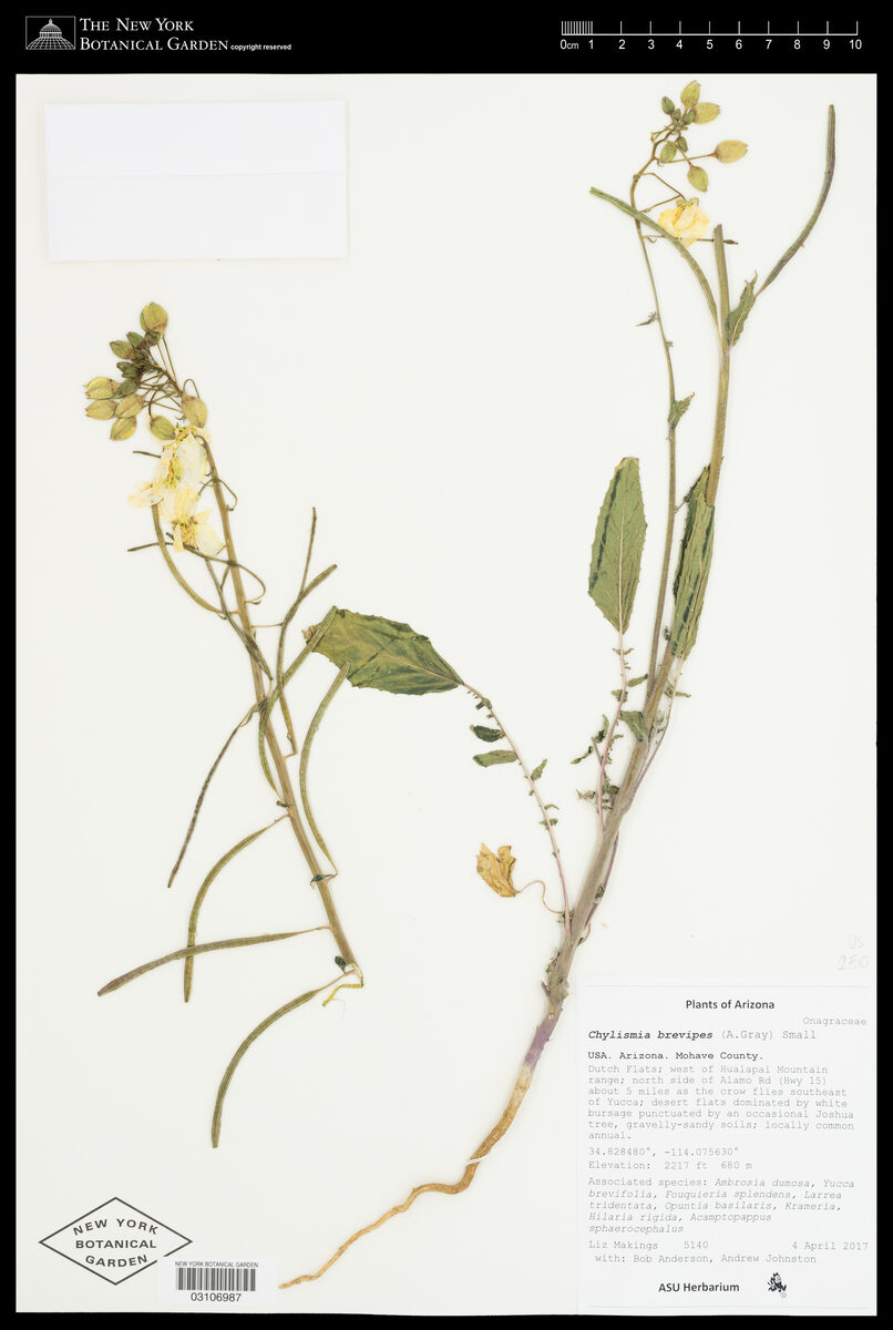 Oenothera brevipes