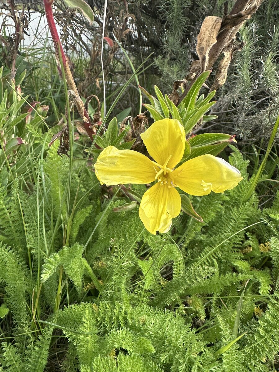 Oenothera elata hookeri - (Torr.&A.Gray.)W. Dietr.&W.L.Wagner. (Hooker's Evening Primrose) — photo