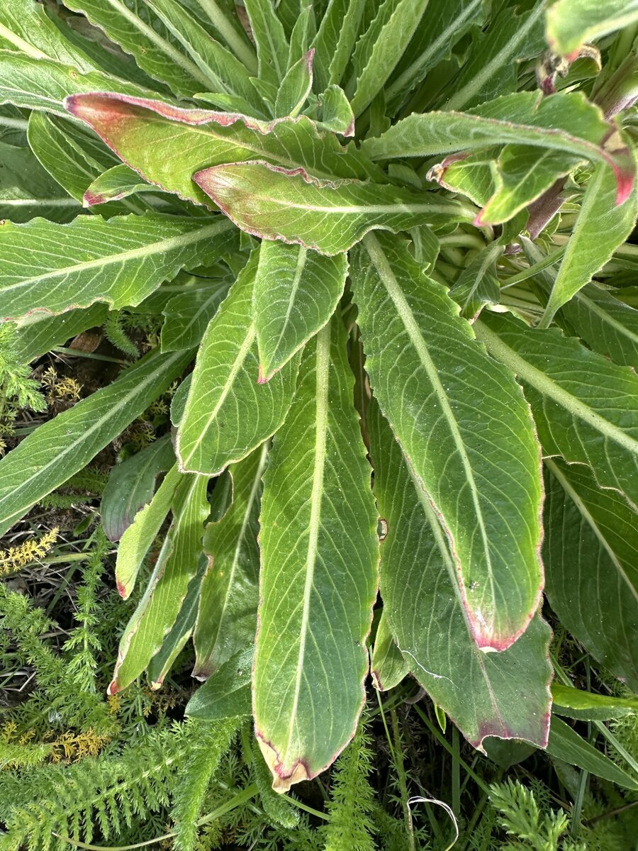 Oenothera elata hookeri - (Torr.&A.Gray.)W. Dietr.&W.L.Wagner. (Hooker's Evening Primrose) — photo