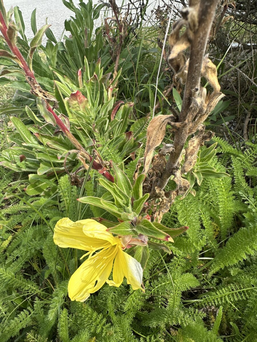 Oenothera elata hookeri - (Torr.&A.Gray.)W. Dietr.&W.L.Wagner.