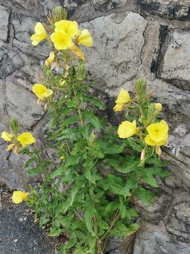Oenothera glazioviana (Large-Flower Evening Primrose) — photo